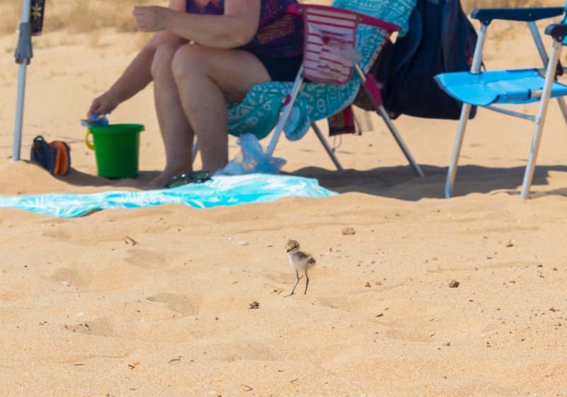 Pollo de Chorlitejo patinegro en playa turística