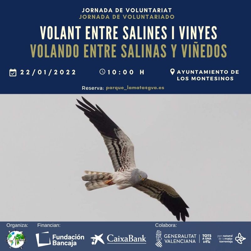 Primera Actividad volando entre salinas y viñedos. Conservación de Aguiluchos en el Parque Natural de la Mata y Torrevieja