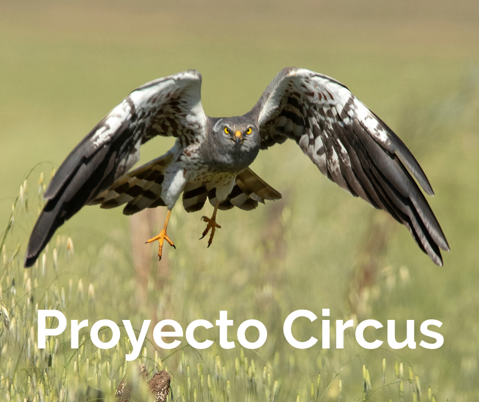 Icono Proyecto Circus