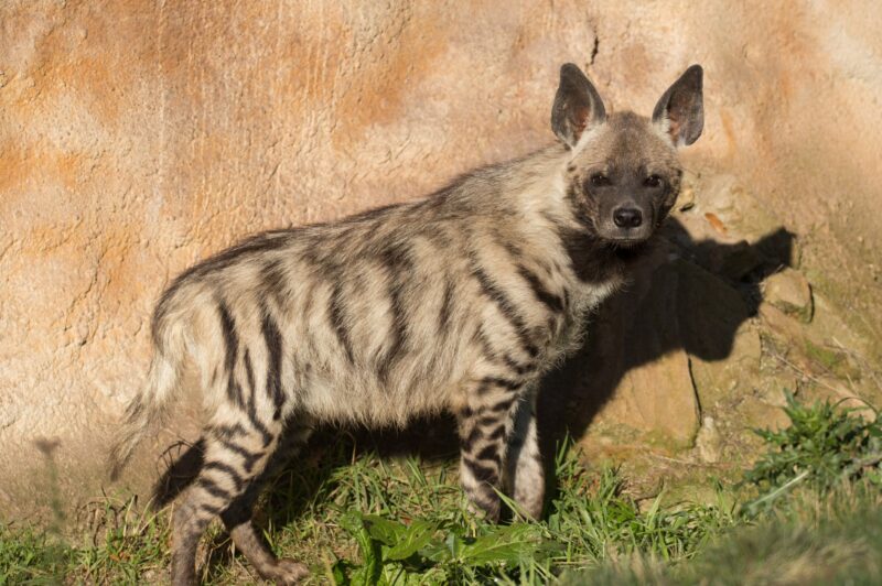 Fotografía de primer plano de una hiena rayada adulta
