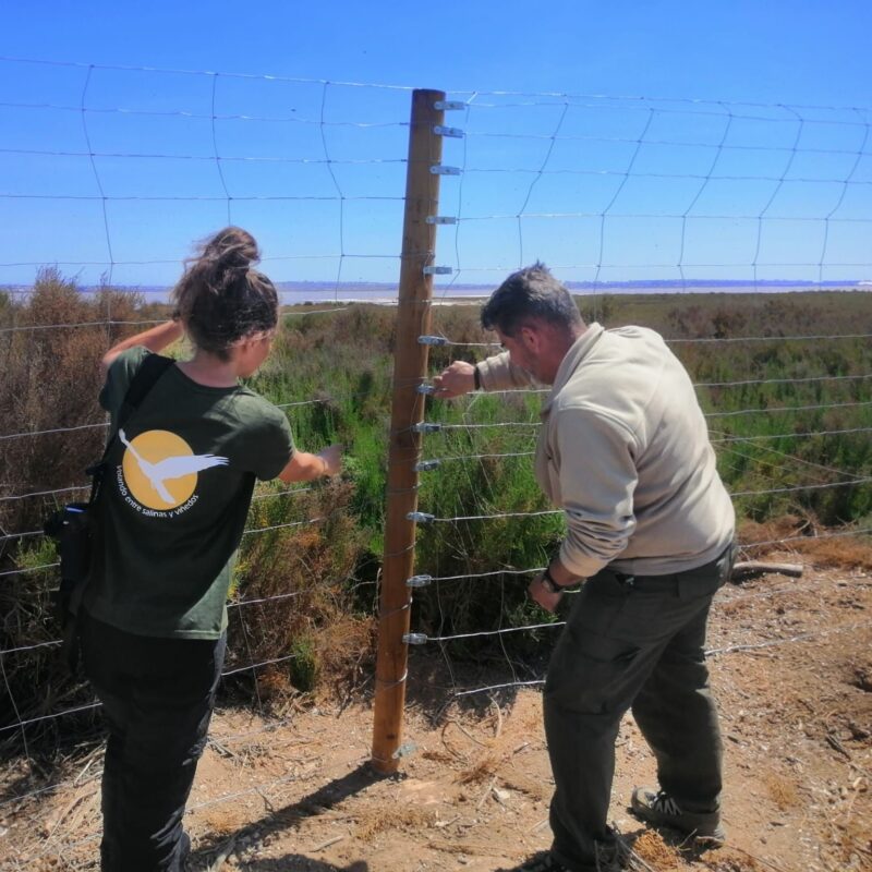 Instalación de vallado para proteger a las parejas nidificantes de aguiluchos llevado a cabo por técnicos de faunatura y personal del PN Lagunas de la Mata y Torrevieja en la temporada reproductiva de 2023