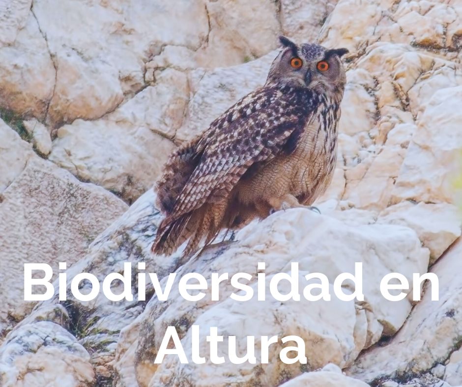 Botón Proyecto Biodiversidad en Altura
